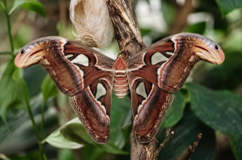 Atlas velký. Motýl, který po vylíhnutí už nejí Atlas velký. Motýl, který po vylíhnutí už nejí
