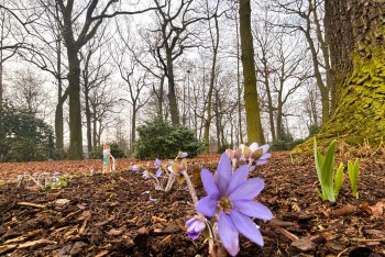 V největším bohumínském parku rozkvétají tisíce jaterníků